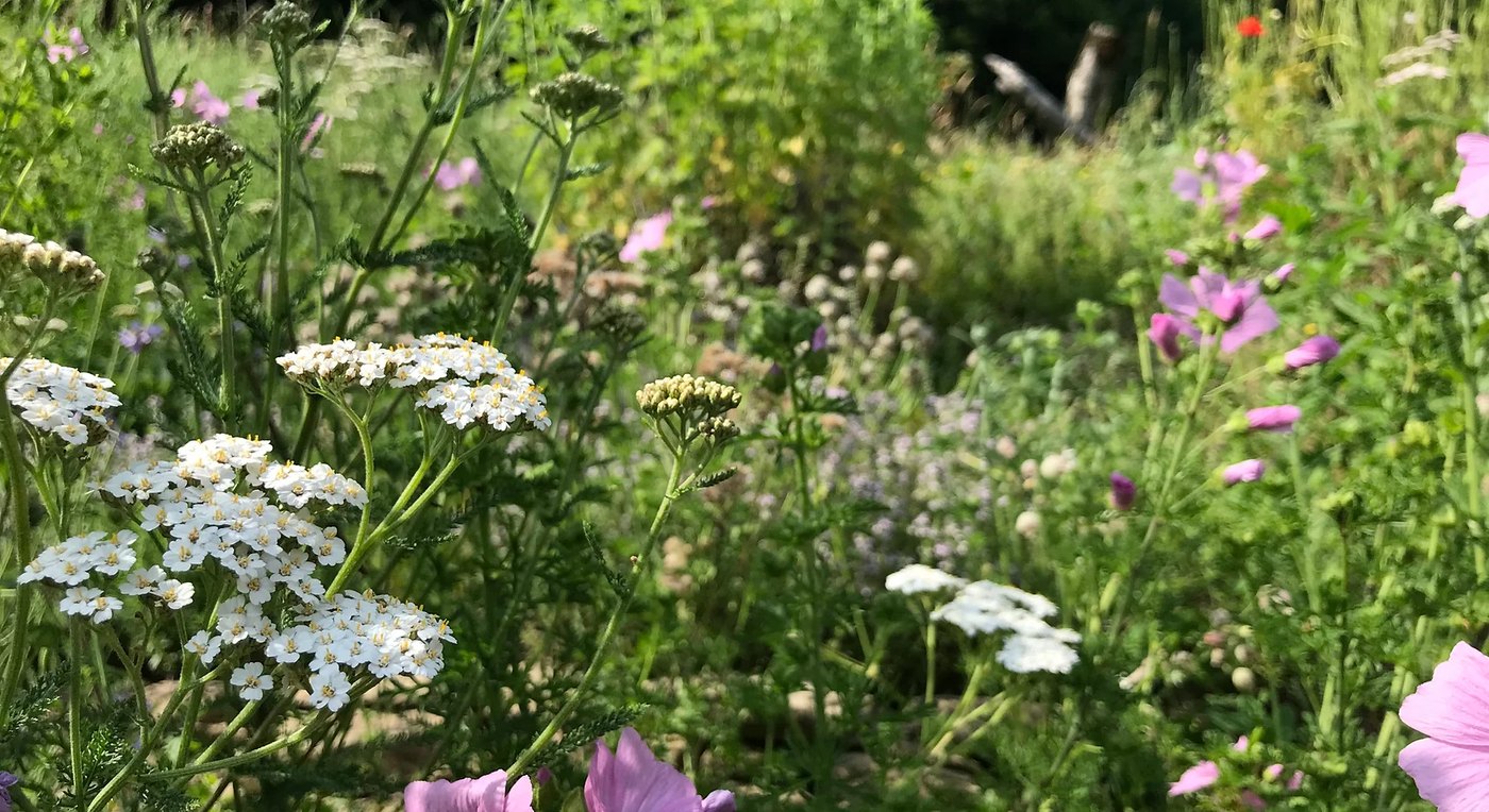 Wild planting: yarrow, mallow and meadow perennials